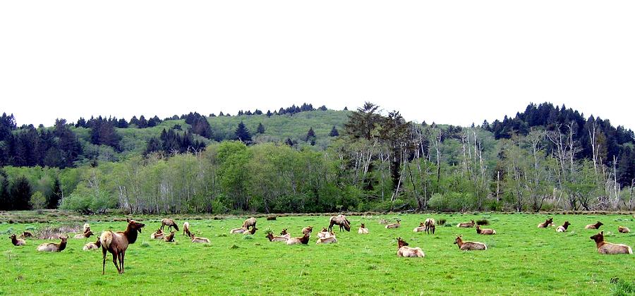 Elk Herd Photograph by Will Borden
