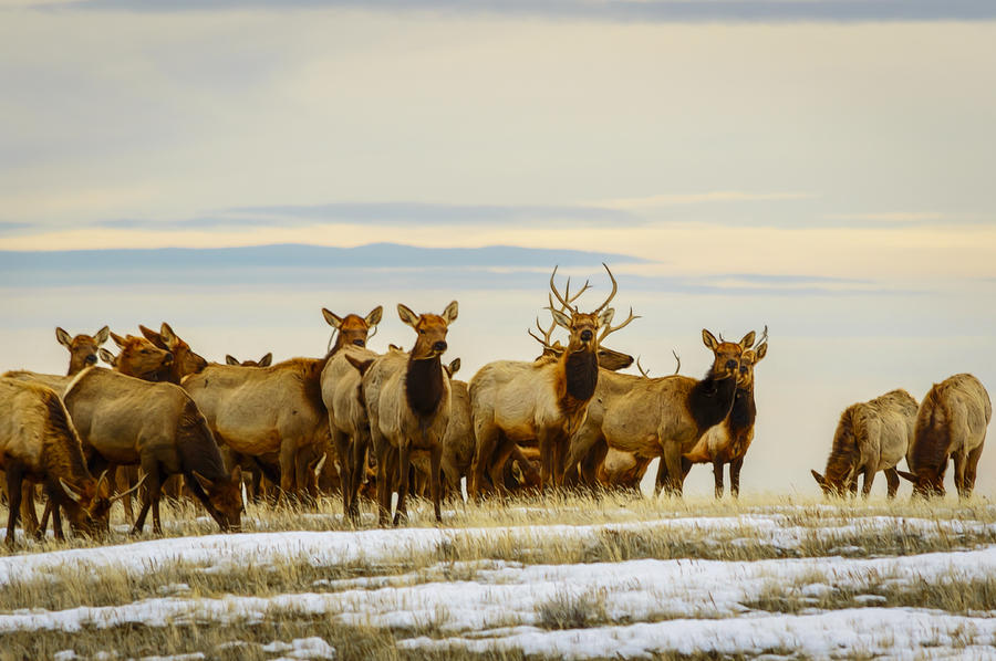 Elk Herd Photograph by WyoGal Photography