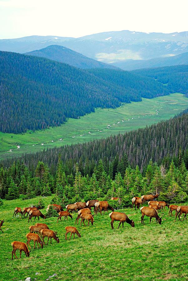 Elk Highlands Photograph by Robert Meyers-Lussier