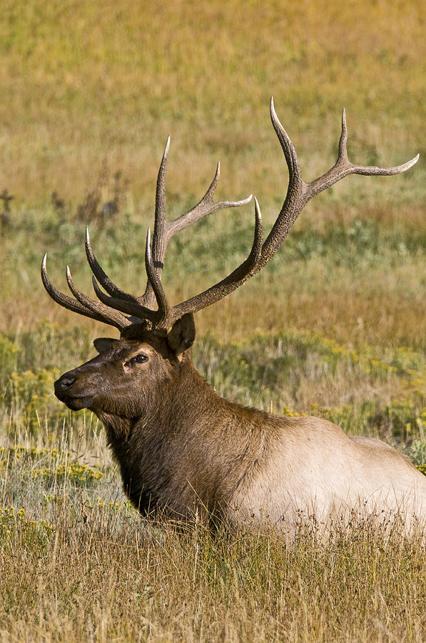 Rocky Mountain National Park Photograph - Elk II by Gary Lengyel