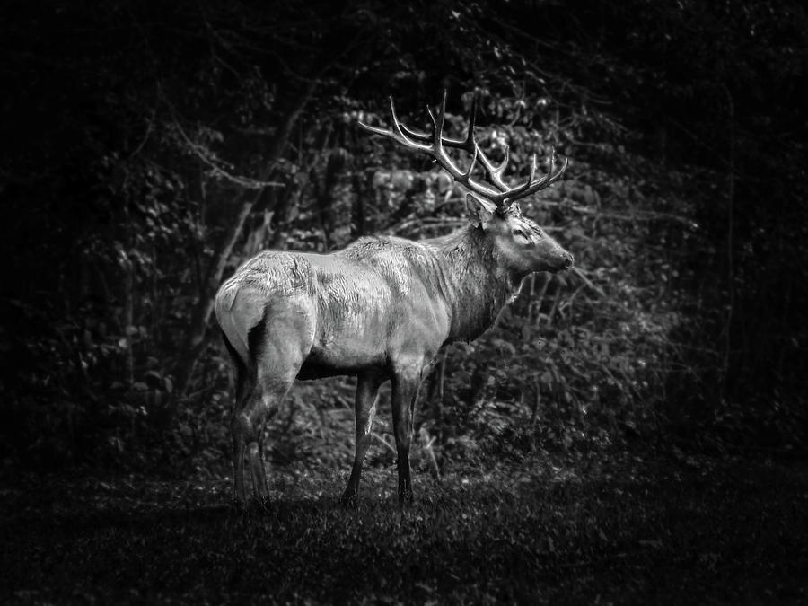 Elk II in Black and White Photograph by Debra and Dave Vanderlaan