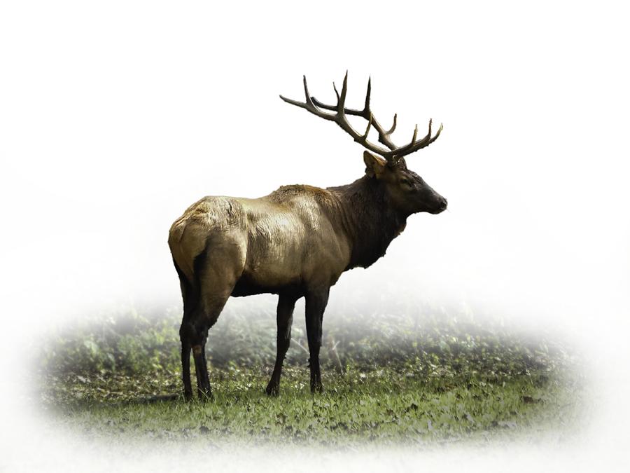 Animal Photograph - Elk III by Debra and Dave Vanderlaan