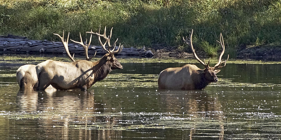 Elk in a Forest Pond Photograph by Wes and Dotty Weber