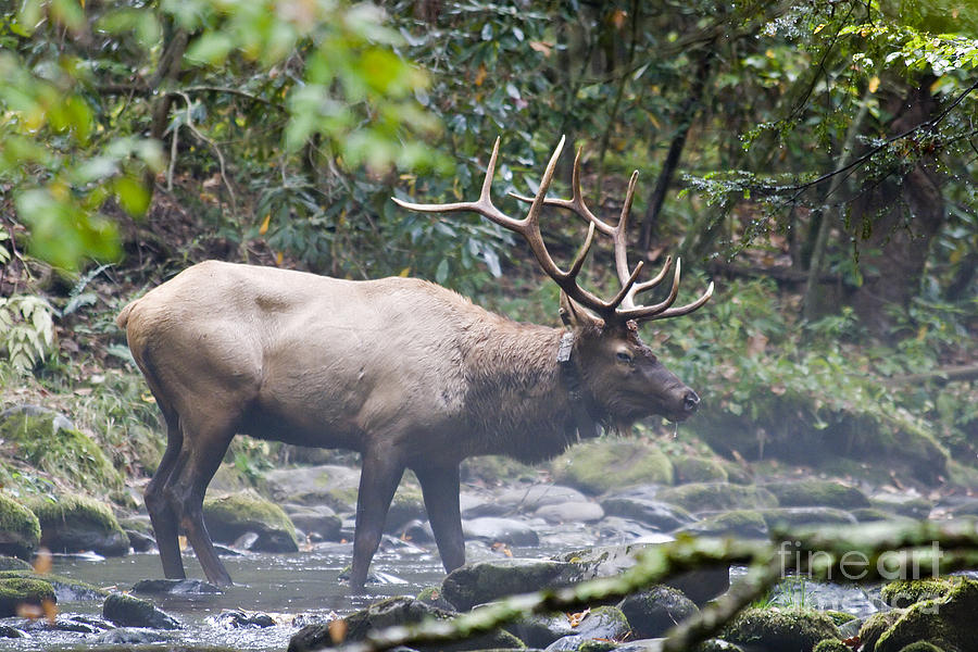 Elk in a Stream of Water Photograph by Jill Lang