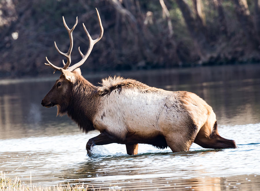 Elk in Bear Creek Photograph by Lee and Renee Walsh Elk in Bear Creek Photograph by Lee and Renee Walsh