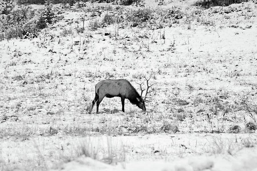 Elk in Black and White - Estes Park Photograph by Angie Tirado
