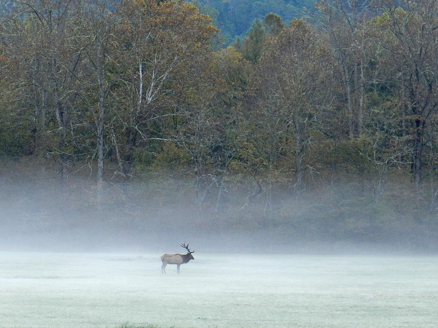 Elk in Cataloochee Photograph by Deborah Ferree