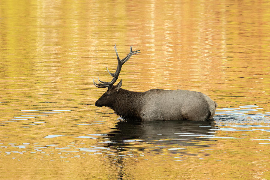 Elk in Golden River Photograph by Scott Read
