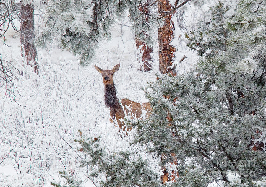 Elk In Heavy Snow In The Colorado Rockies Photograph