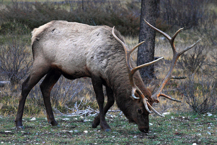 Elk in Jasper National Park Photograph by Pierre Leclerc Photography
