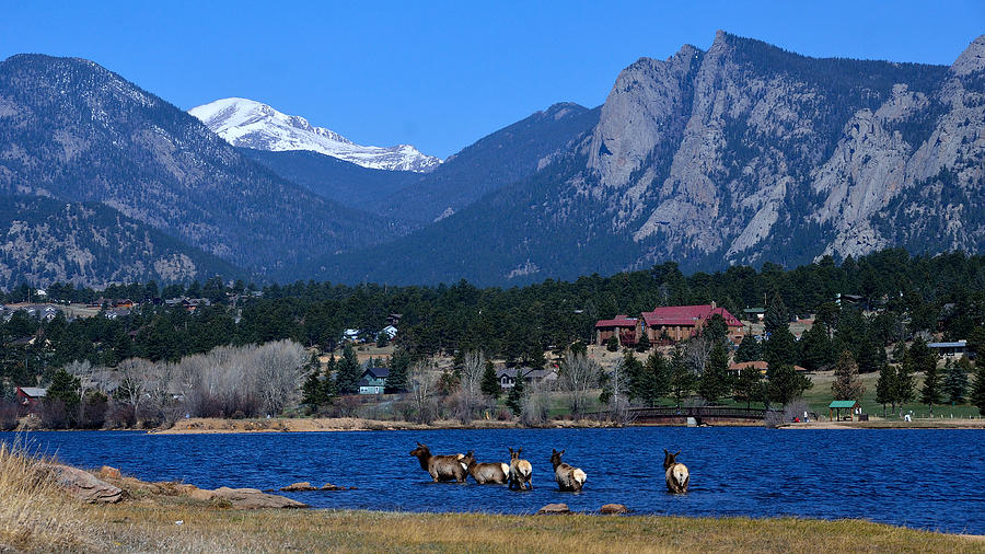 Elk in Lake Estes 1 Photograph by Tranquil Light Photography