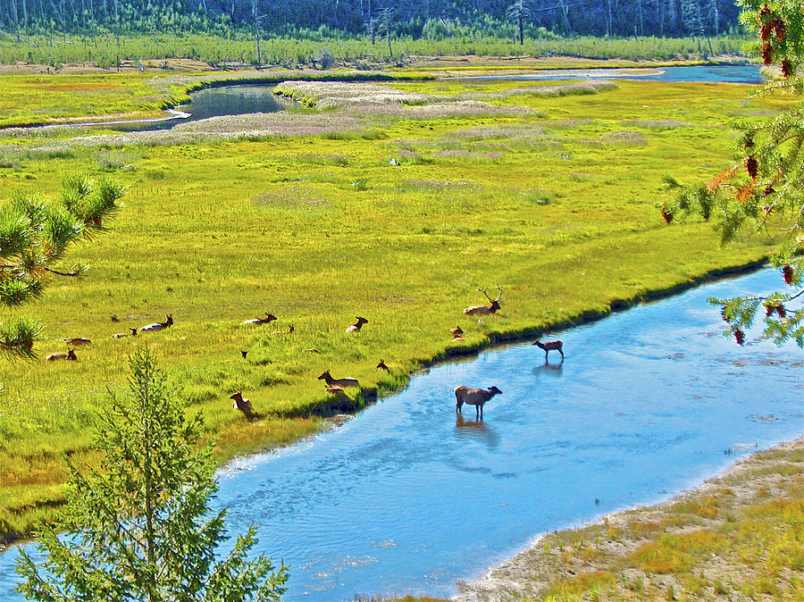 Elk in Madison River in Yellowstone National Park, Wyoming  Photograph by Ruth Hager