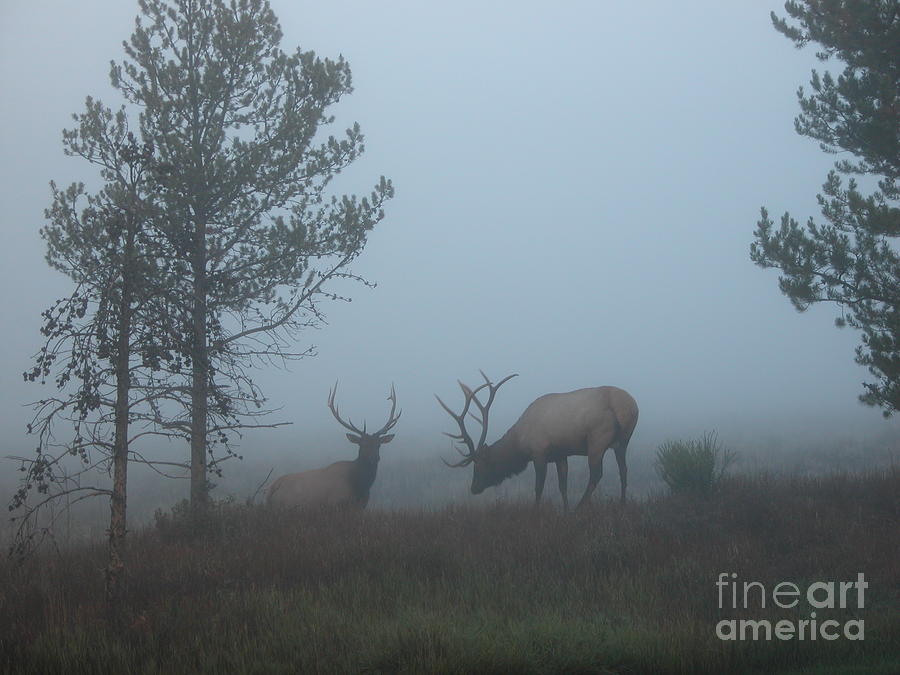 Elk in mist Photograph by Jim Goodman