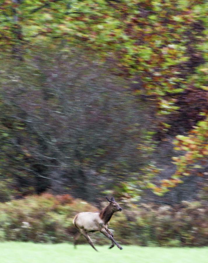 Elk in Motion Photograph by Tracy Winter