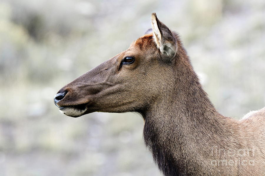Elk in Profile 1475 Photograph by Ken DePue