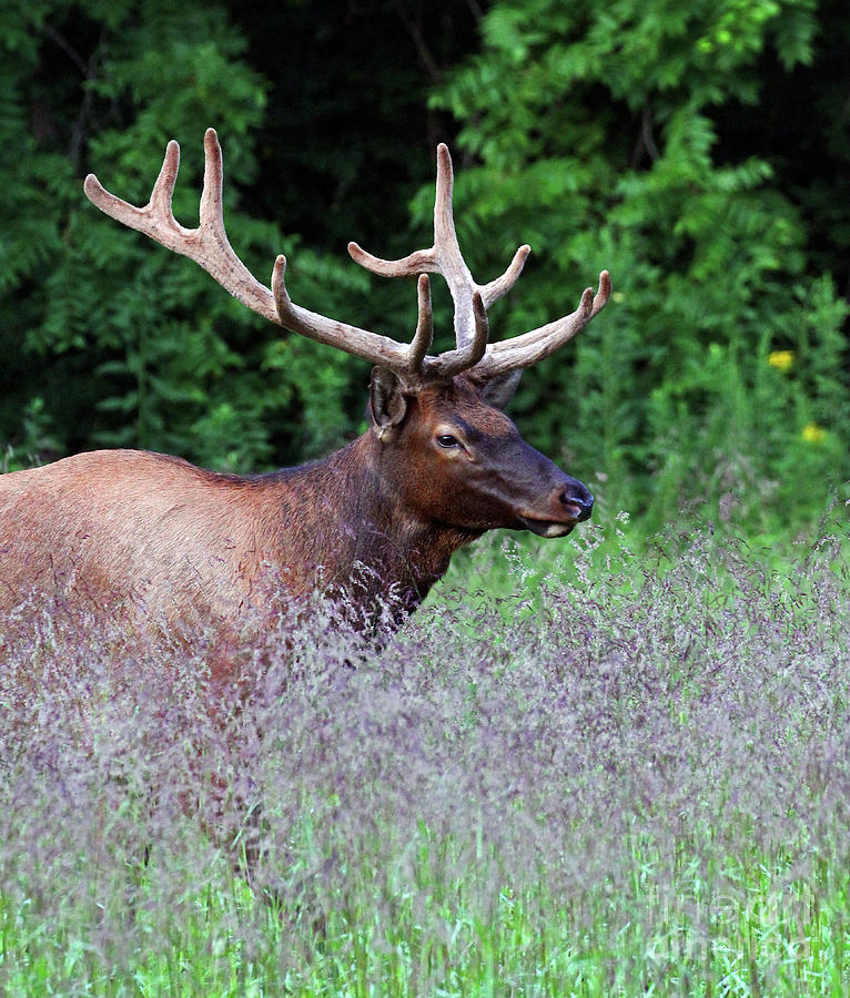 Elk in Purple Grass Photograph by Jennifer Robin