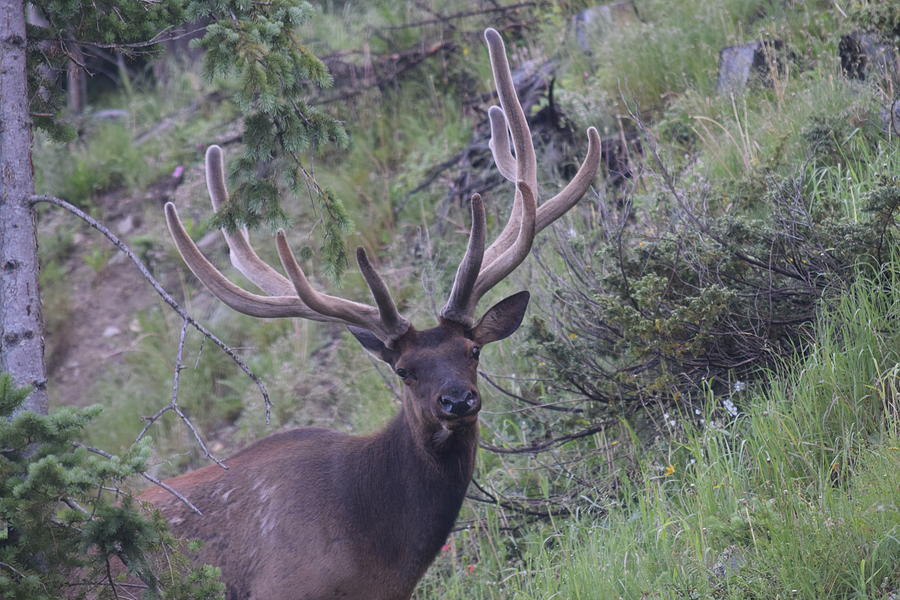 Bull Elk RMNP CO Photograph by Margarethe Binkley