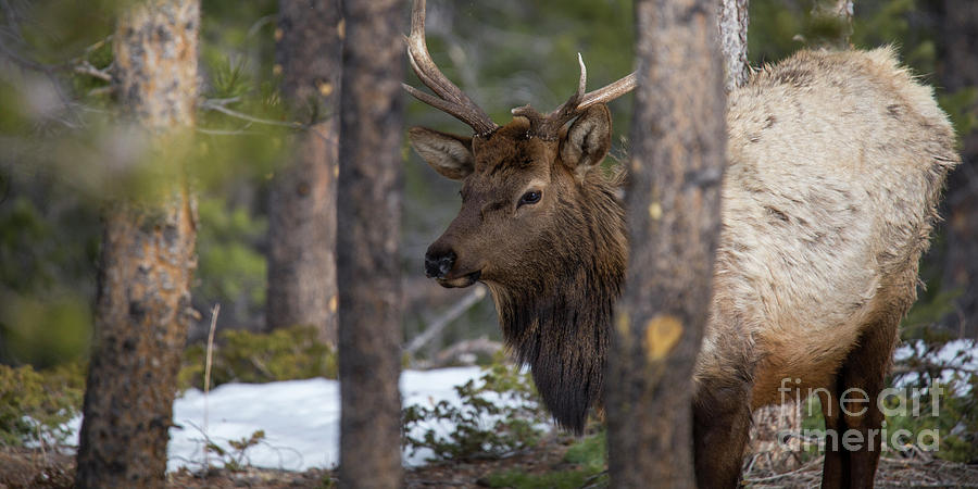 Elk Photograph - Elk In Rocky Mountain National Park by Twenty Two North Photography Elk Photograph - Elk In Rocky Mountain National Park by Twenty Two North Photography
