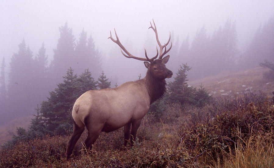 Elk Photograph - Elk In Rut by Cynthia Cox Cottam Elk Photograph - Elk In Rut by Cynthia Cox Cottam