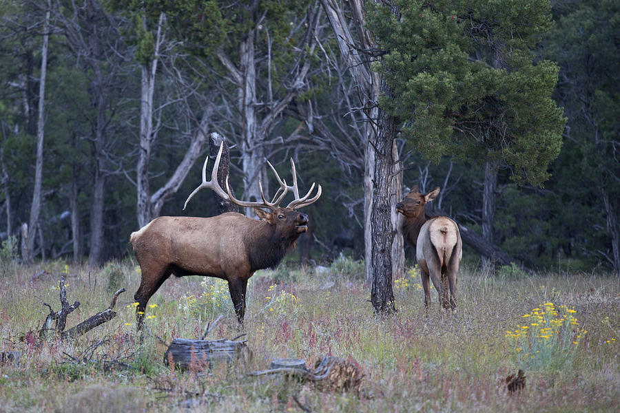 Elk in Rut Photograph by Mike Buchheit