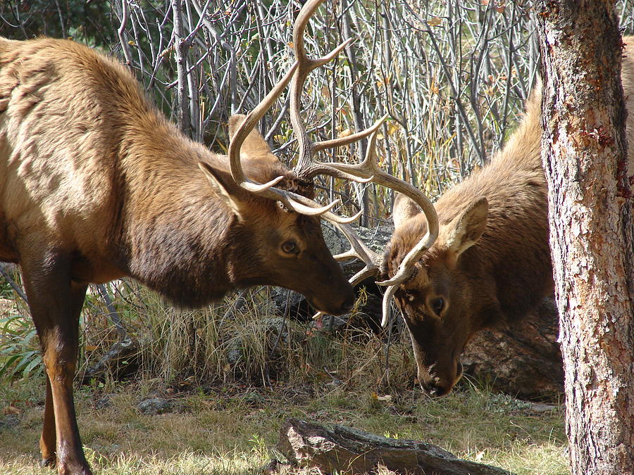 Elk in Rut Photograph by Phyllis Britton - Fine Art America