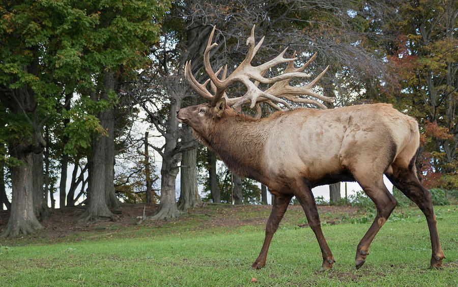 Elk in rut Photograph by Sandy Roe