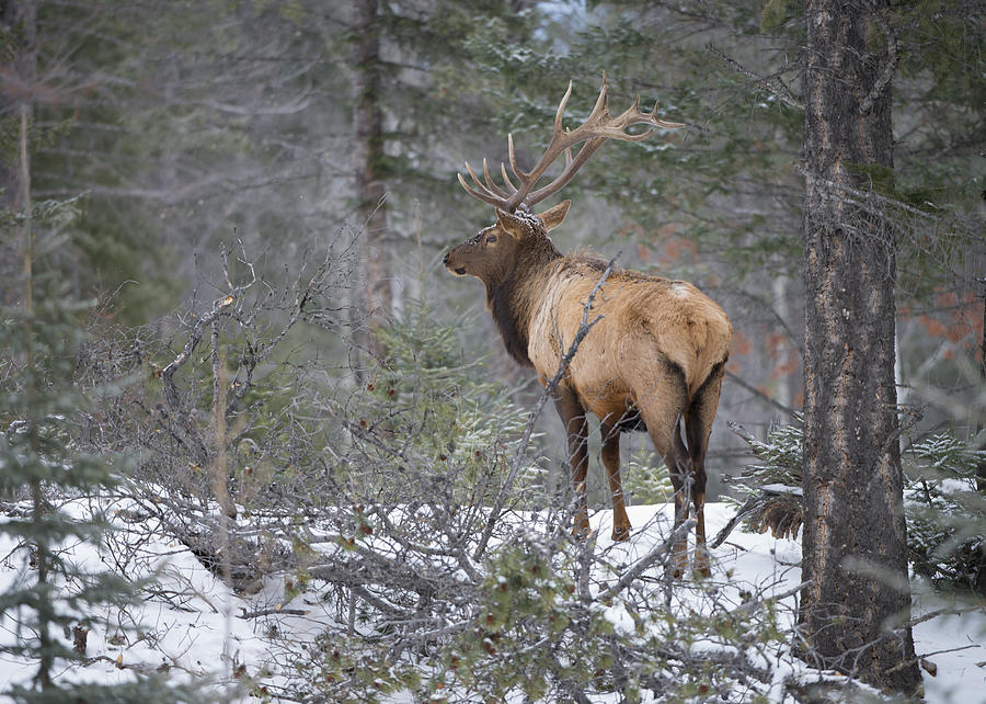 Elk in Snow Photograph by Bill Cubitt