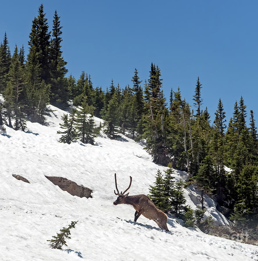 Elk in Snow in Rocky Mountain National Park in Colorado Photograph by David Oppenheimer