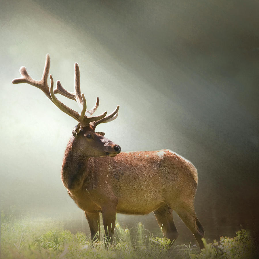 Elk in Suns Rays Photograph by David and Carol Kelly