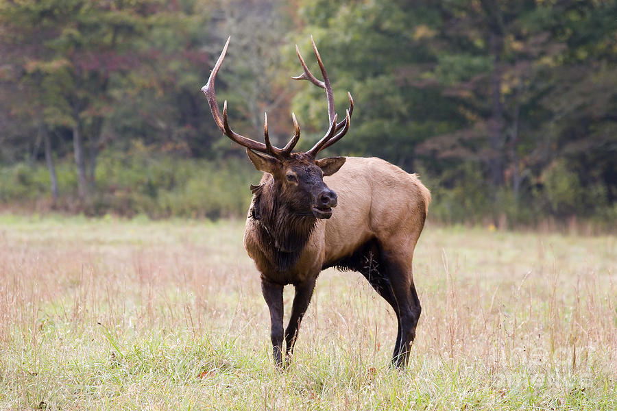 Elk in the Autumn Season Photograph by Jill Lang