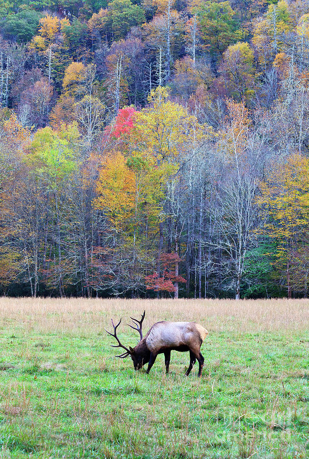 Elk In The Field At Cataloochee Photograph