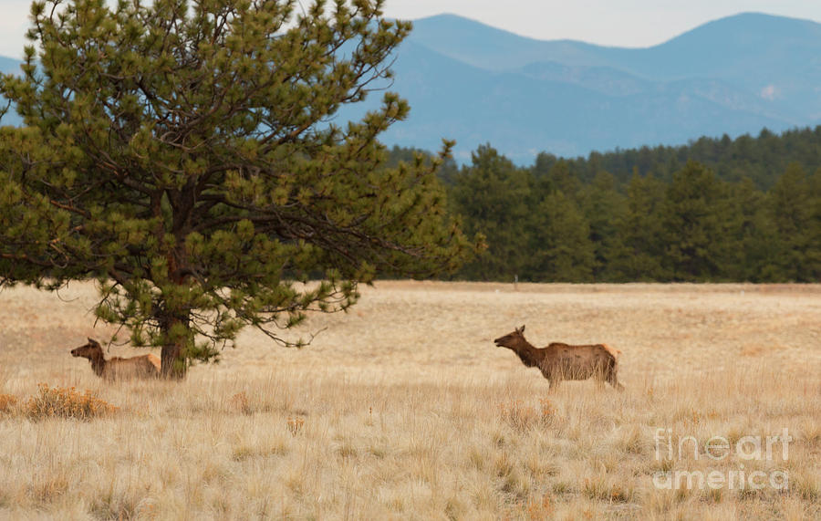Elk In The Fossil Beds Photograph