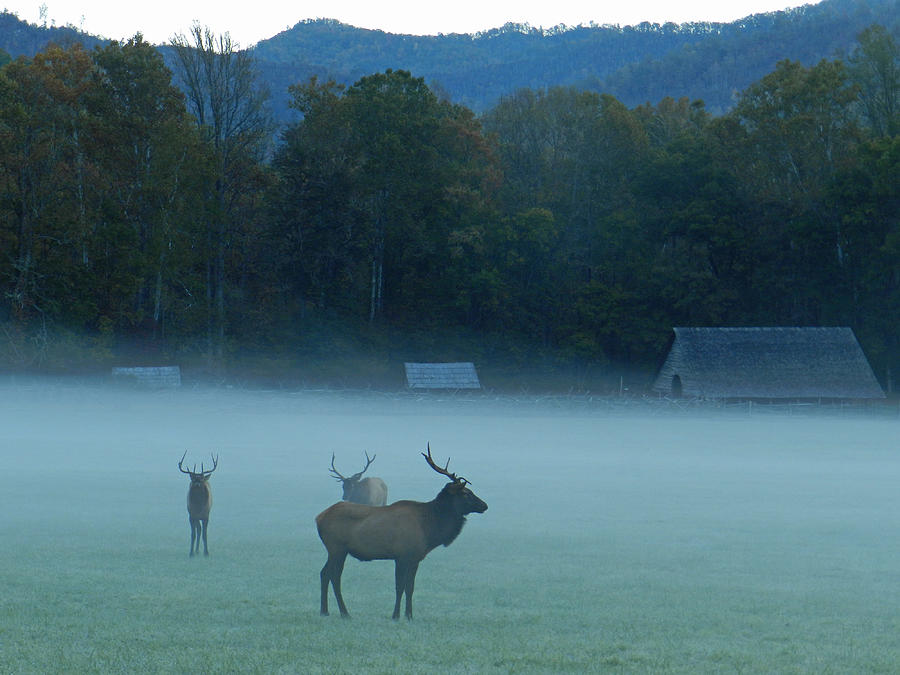 Elk in the Mist Photograph by Deborah Ferree
