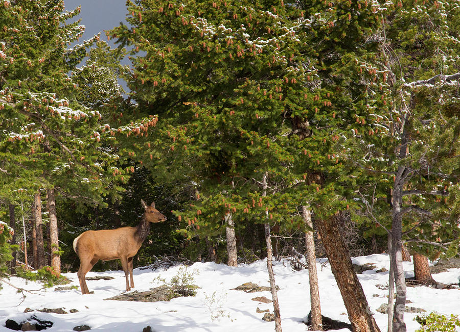 Elk in the Morning Sun Photograph by Natural Focal Point Photography