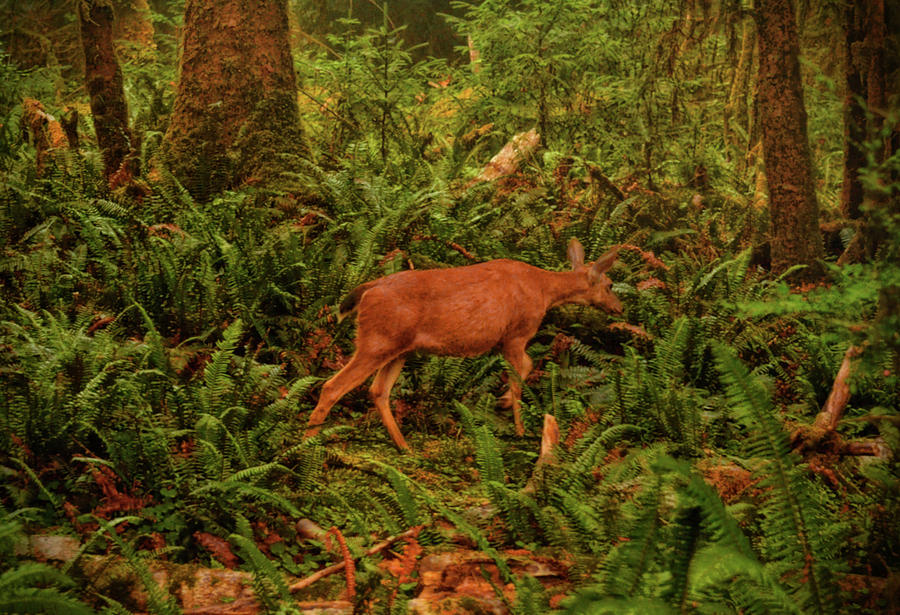 Elk In The Rain Forest 002 Photograph by George Bostian