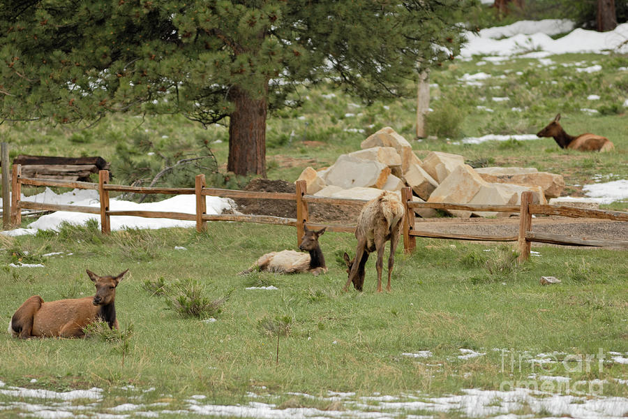 Deer Photograph - Elk in the Rockies by Natural Focal Point Photography