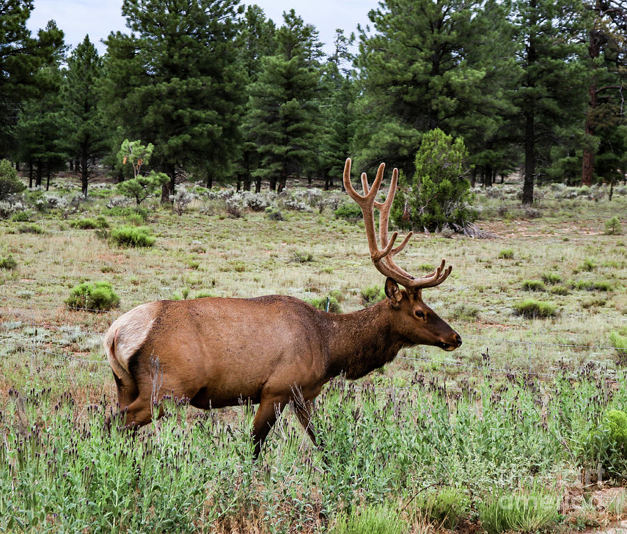 Elk in the Sage Photograph by Susan Vineyard