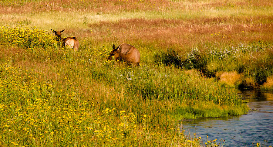 Elk in the Wild Flowers Photograph by Cathy Donohoue