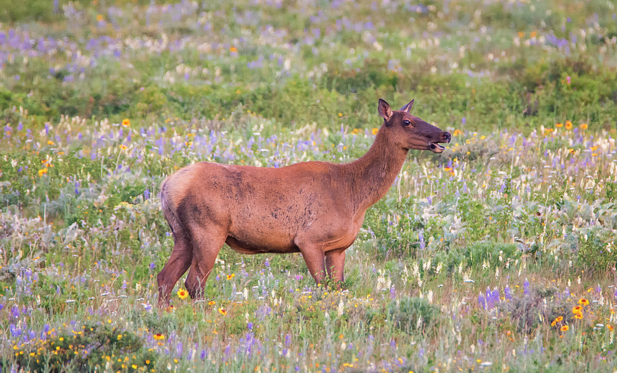 Elk in the Wildflowers Photograph by Loree Johnson