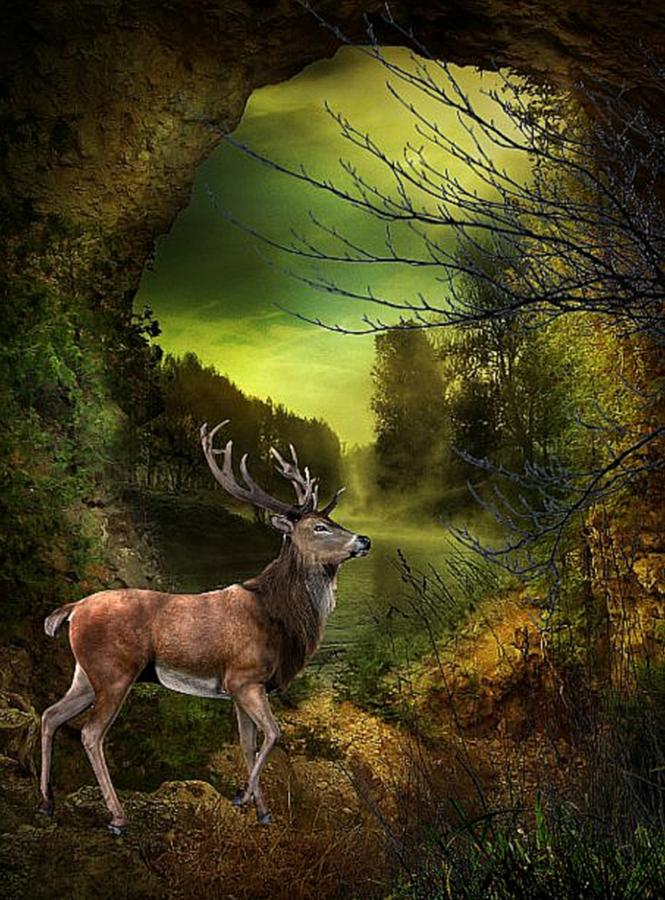 Elk In The Woods Photograph by Gayle Berry - Fine Art America