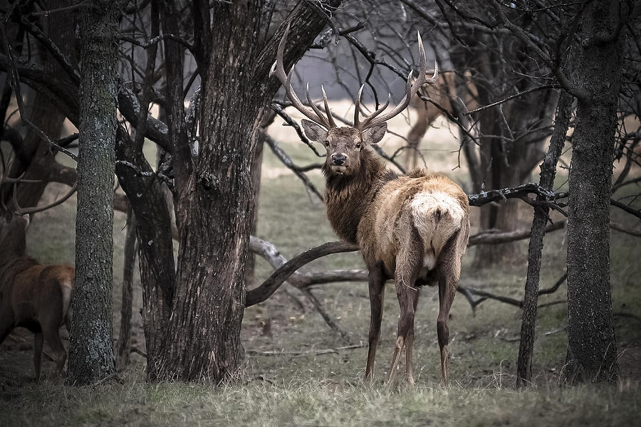 Wildlife Photograph - Elk in Timber by Garett Gabriel