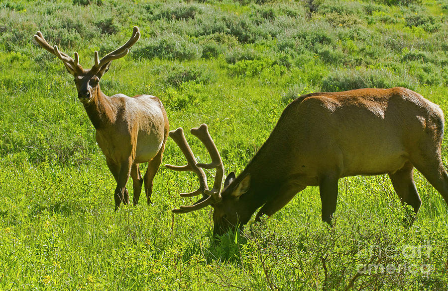 Elk In Velvet-Signed-#7115 Photograph by J L Woody Wooden