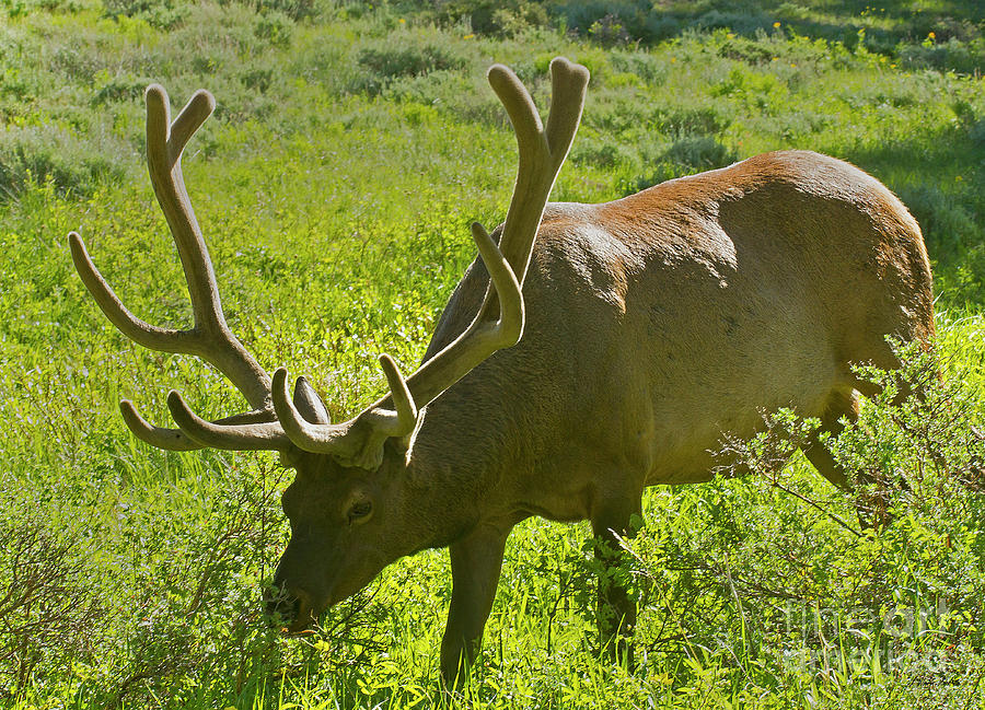 Elk In Velvet-Signed-#7120 Photograph by J L Woody Wooden