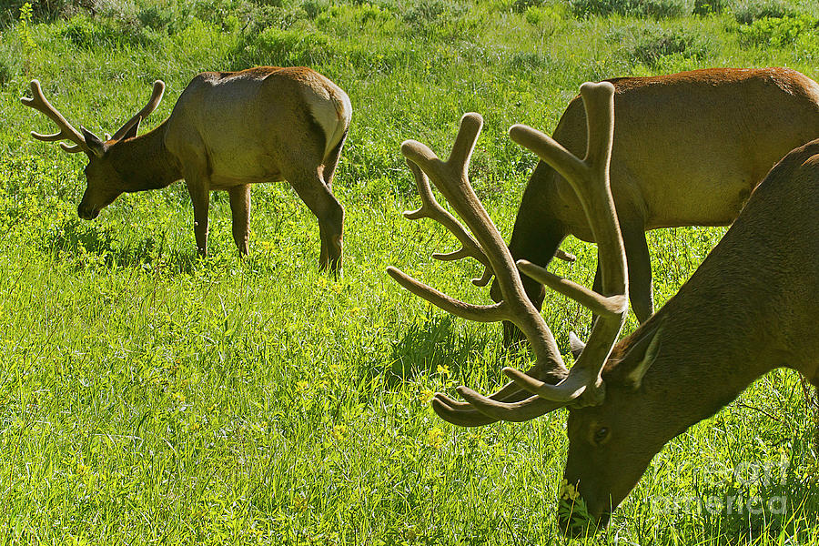 Elk In Velvet-Signed-#7123 Photograph by J L Woody Wooden