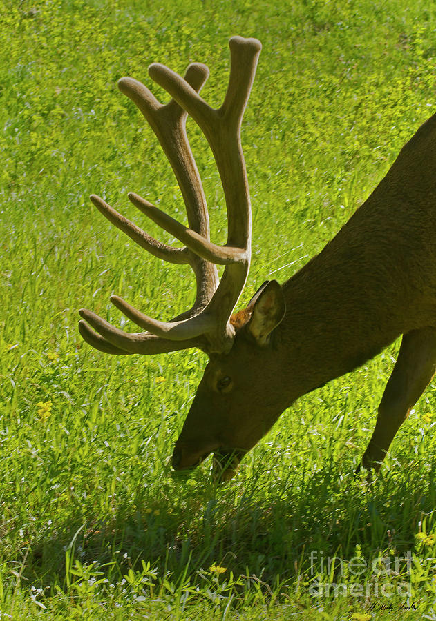 Elk In Velvet-Signed-#7141 Photograph by J L Woody Wooden