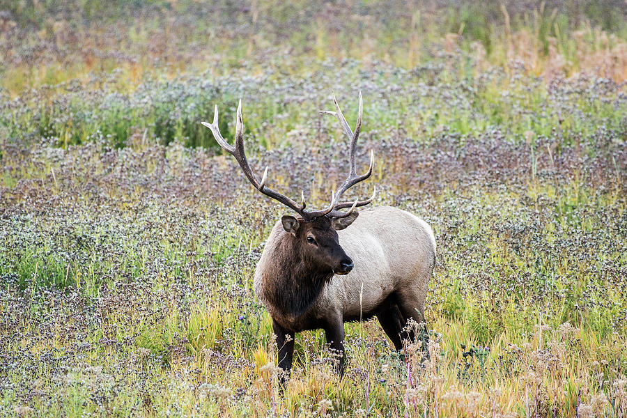 Elk in Wildflowers #1 Photograph by Scott Read