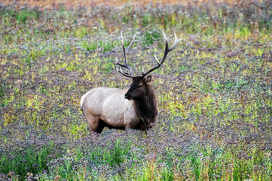 Elk in Wildflowers #2 Photograph by Scott Read