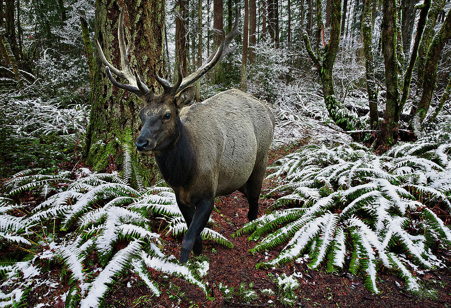 Elk in Winter Digital Art by John Christopher