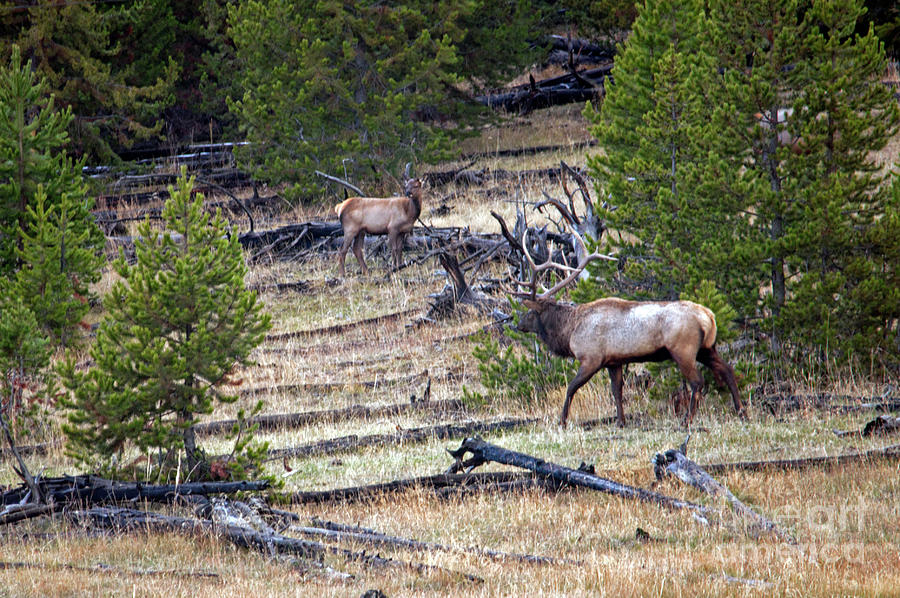 Elk in Yellowstone Photograph by Cindy Murphy - NightVisions