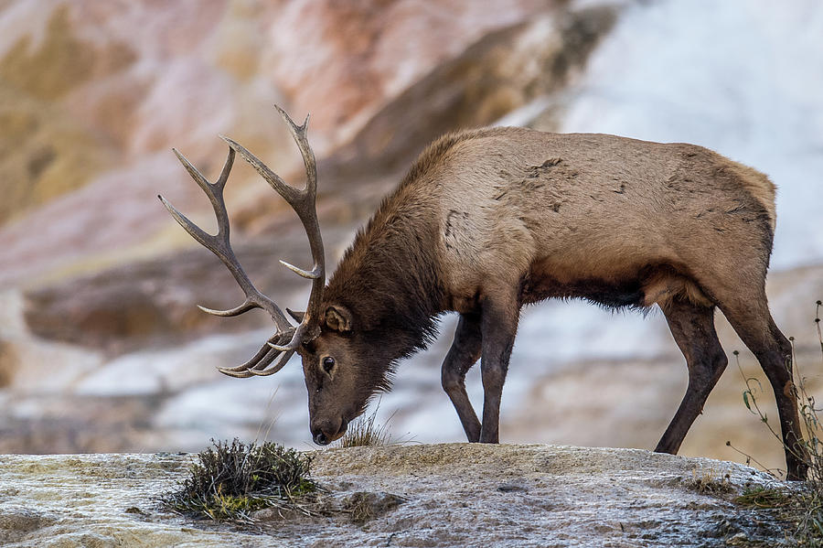 Elk In Yellowstone Photograph by Paul Freidlund